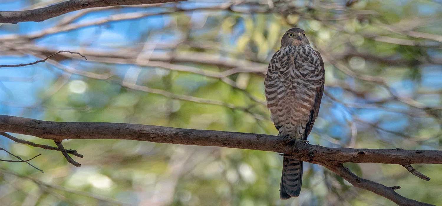Peregrine Falcon