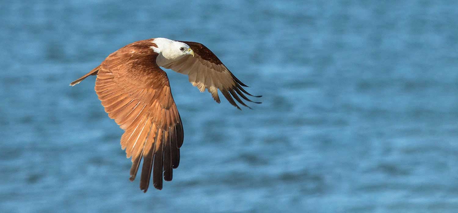 Brahminy Kite