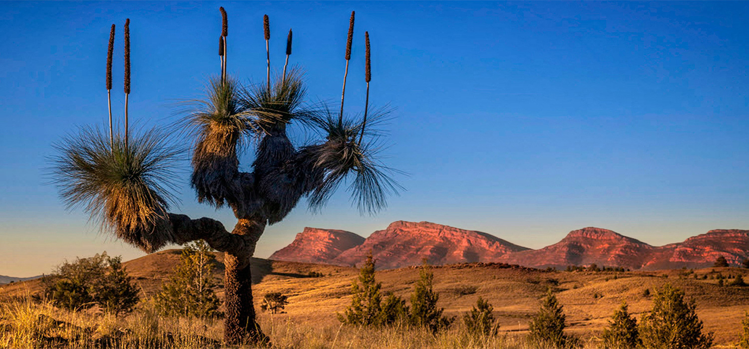 Grass tree at sunrise