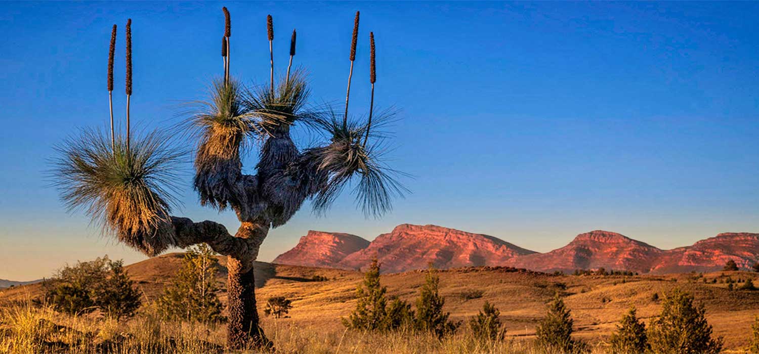 Grass tree and Red Rar Range