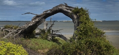 Pelican Point