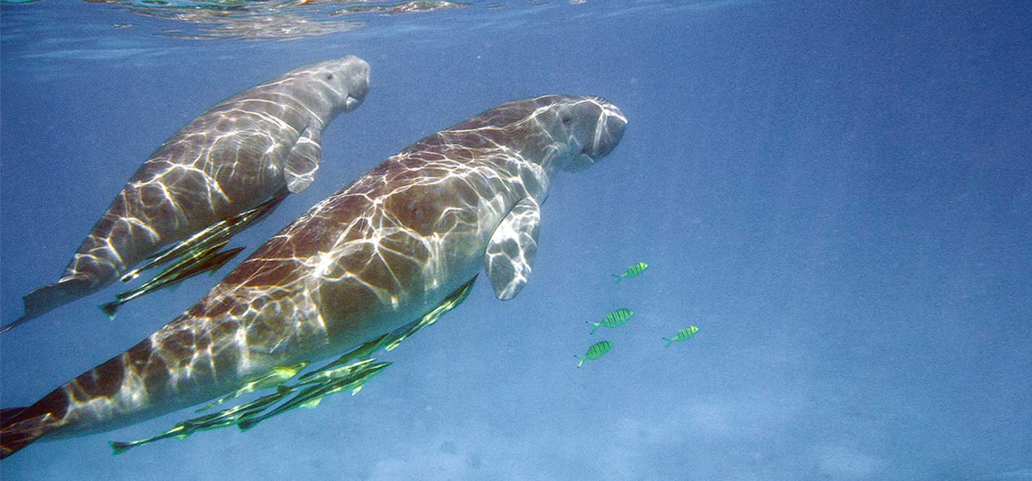 Dugons / sea cows at the Great Barrier Reef. Queensland
