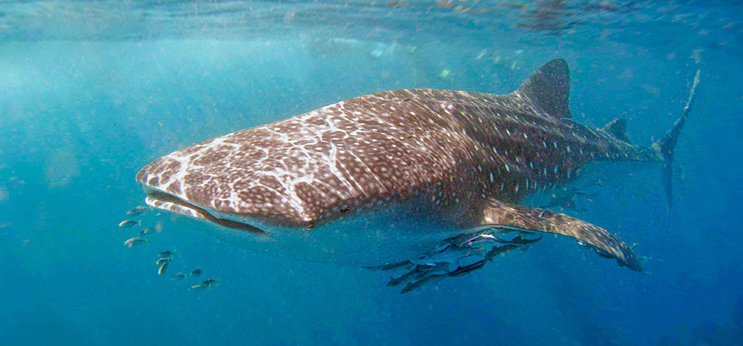 Whale shark at Ningaloo reef, Western Australia
