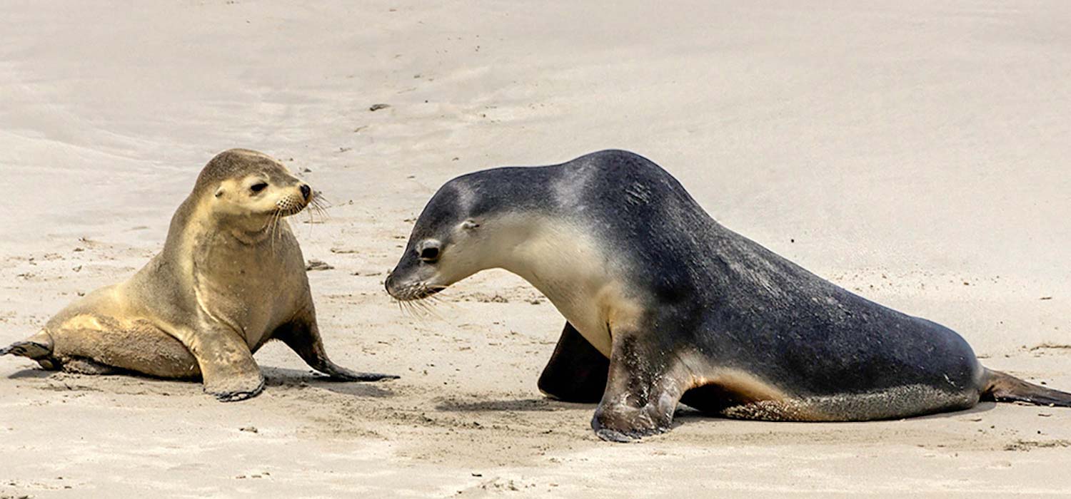 Seals on Kangaroo Island, South Australia