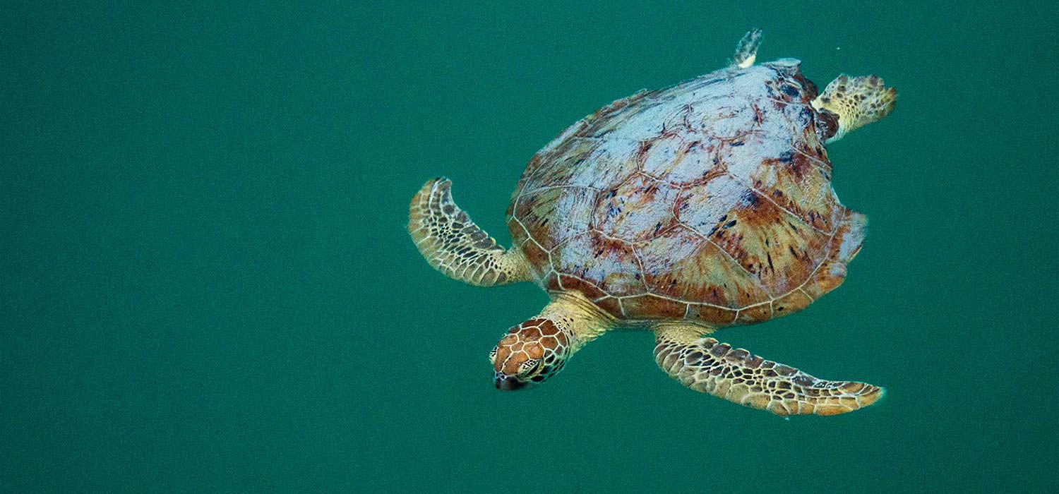 Turtle on the Nigaloo Reef, Western Australia
