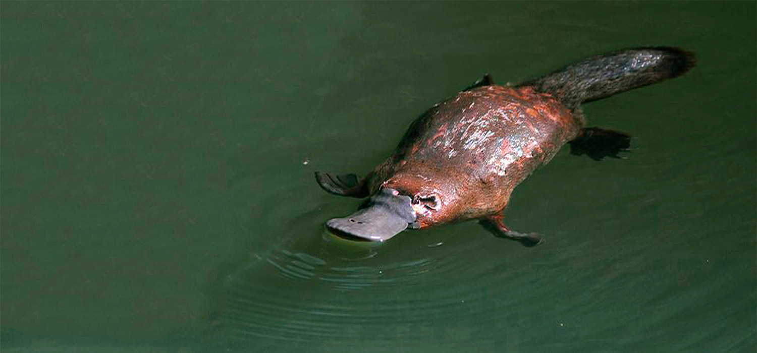 Platapus in Northern Rivers, NSW