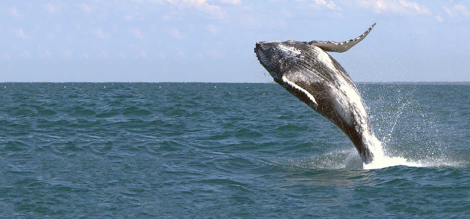 Whale off of Fraser Island, Queensland