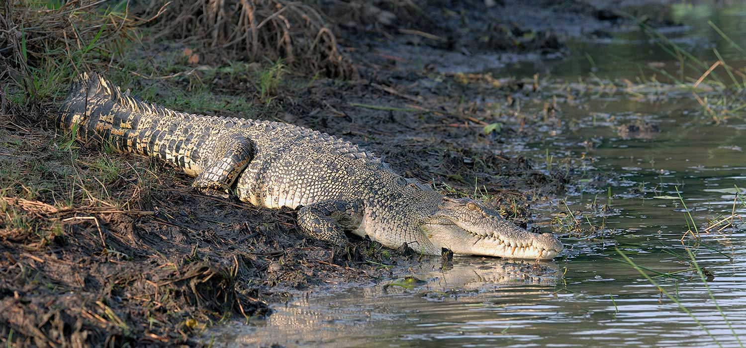 Saltwater crocodile in the Daintree rainforest, Queensland