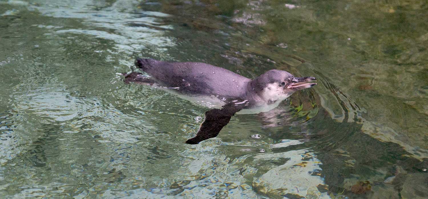 Penquin