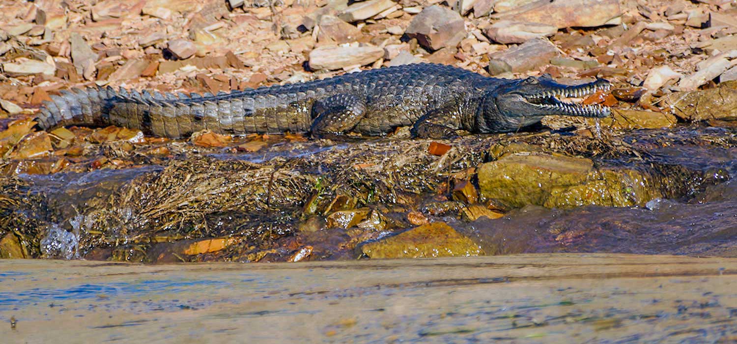 Freshwater Crocodile at Lake Argyle, Western Australia