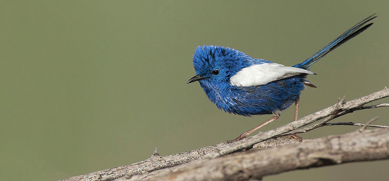 White winged Fairy wren