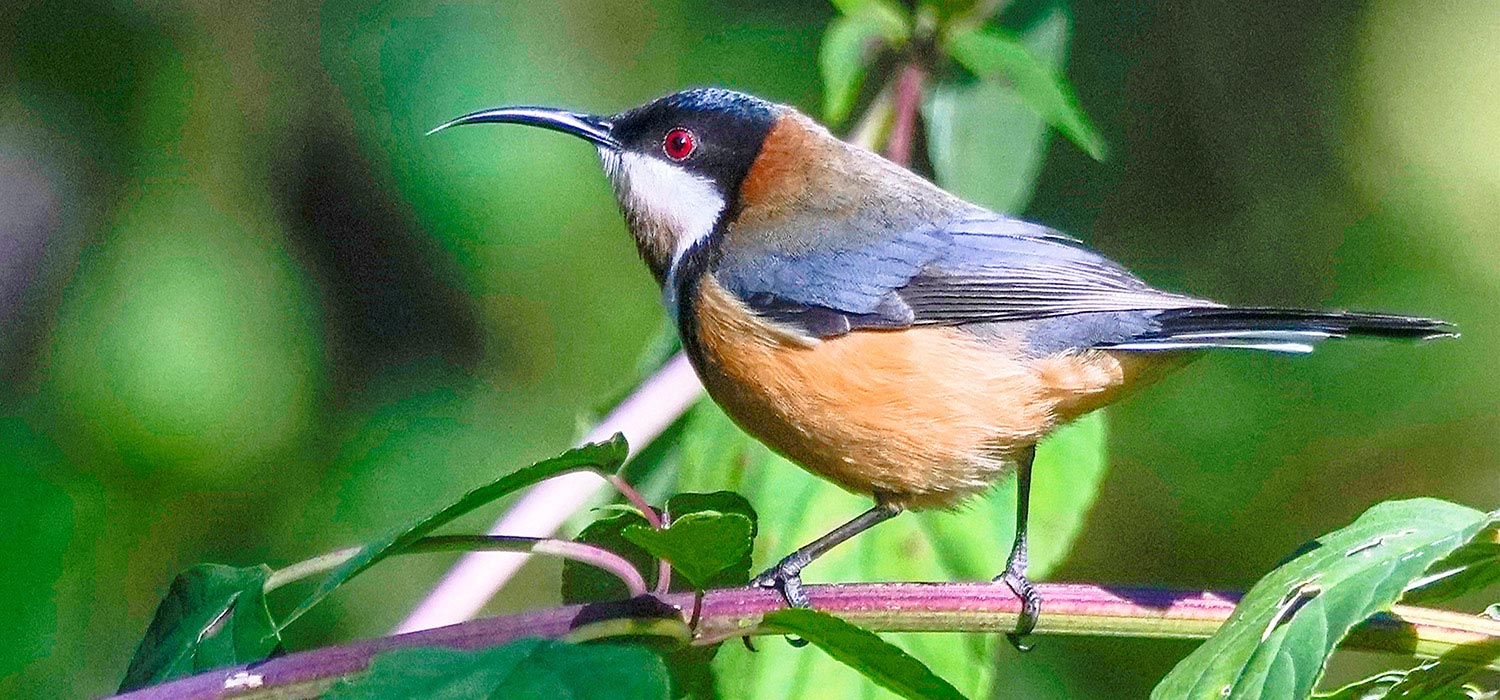 Eastern spinbill