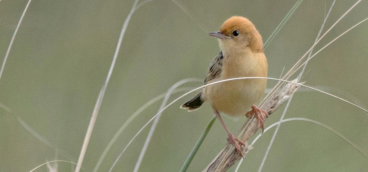 Golden headed Cisticola