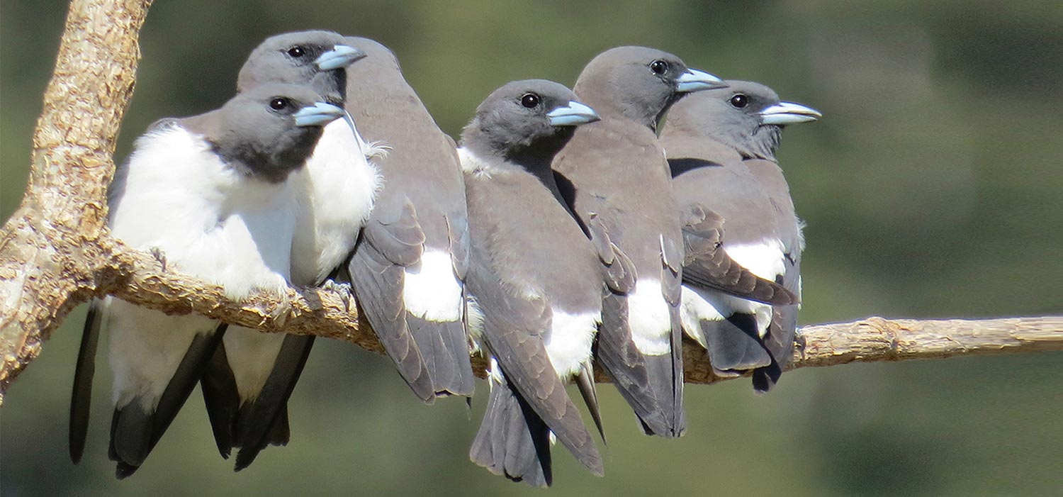 Woodswallows 