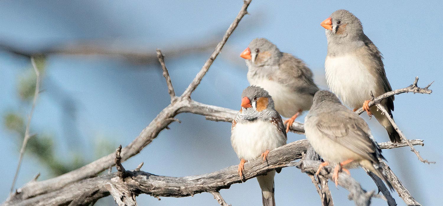 Zebra finches