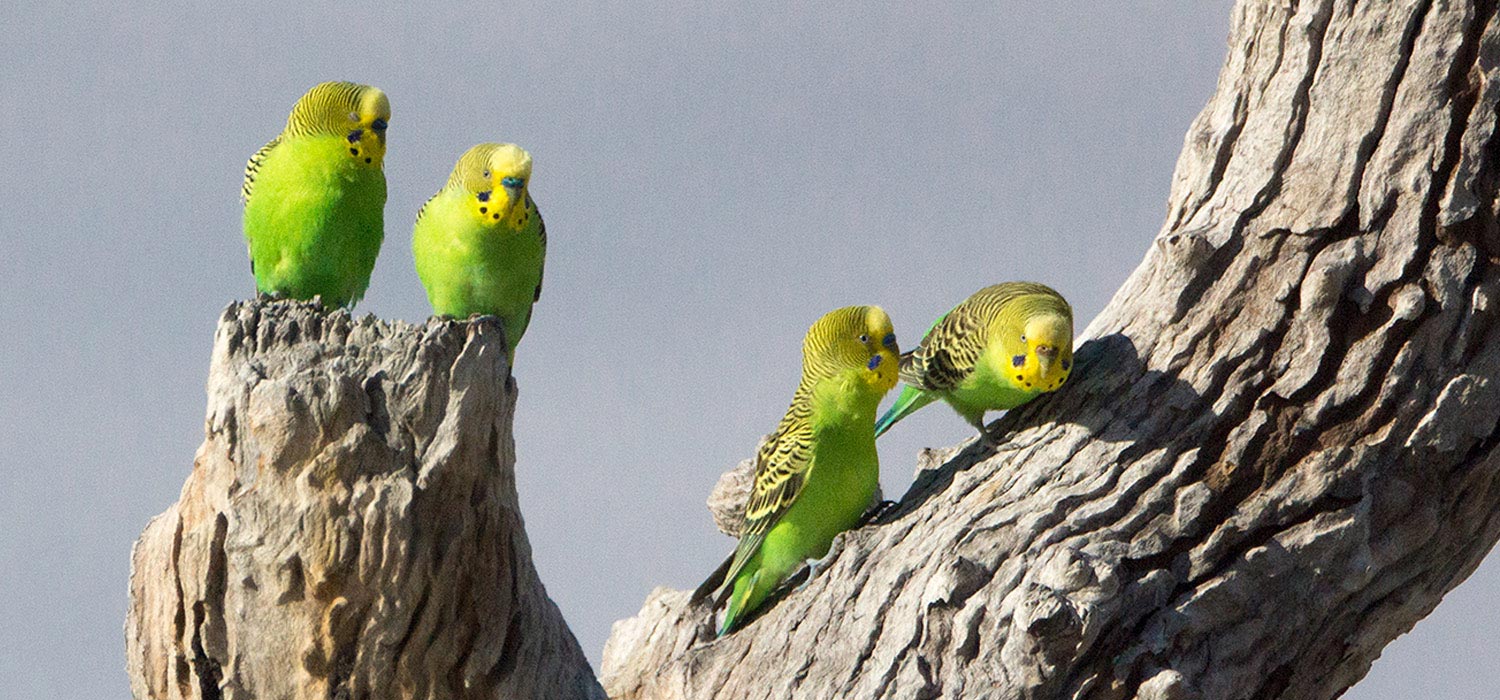 Budgerigars 