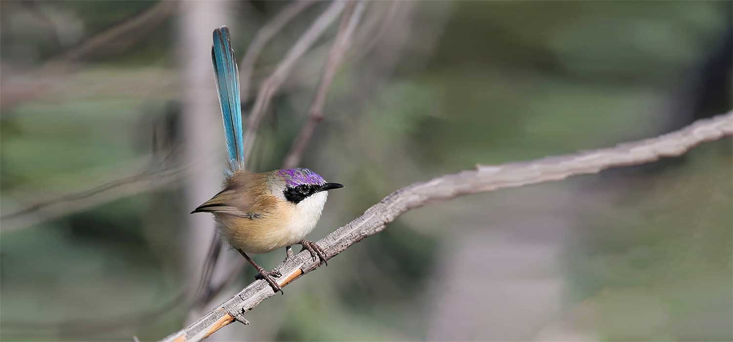Purple crowned wren 