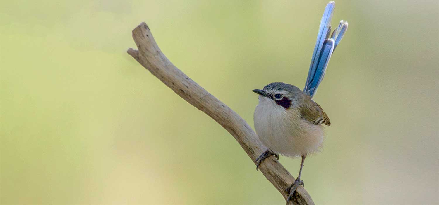  Wren