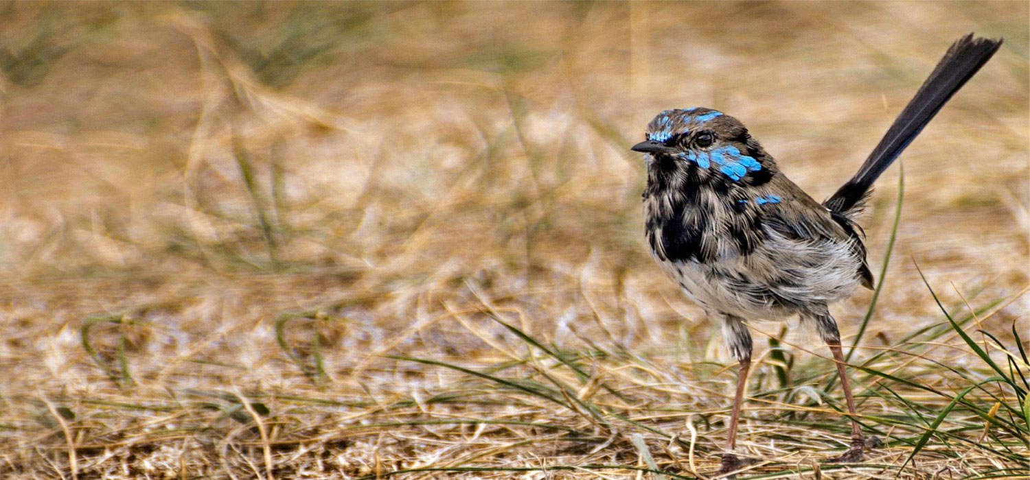 Male superb Fairy wren 