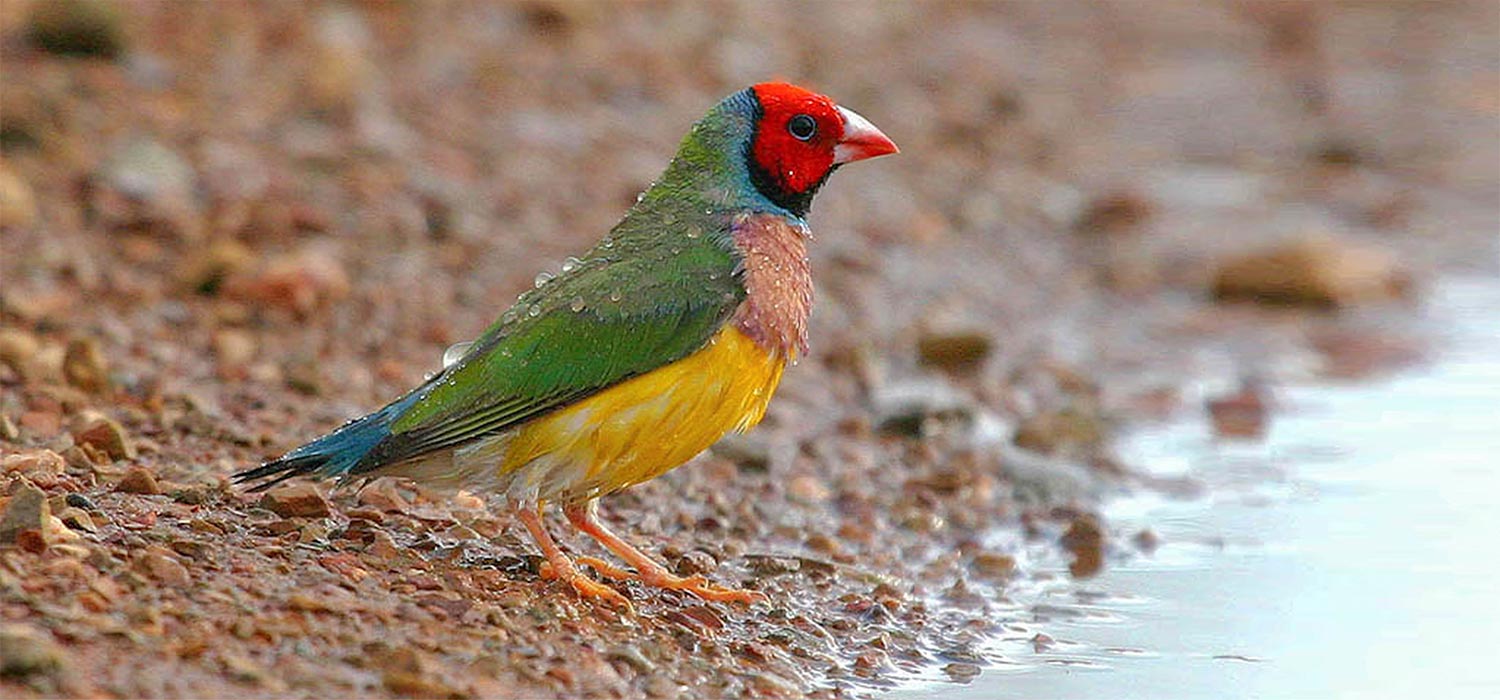 Gouldian finch