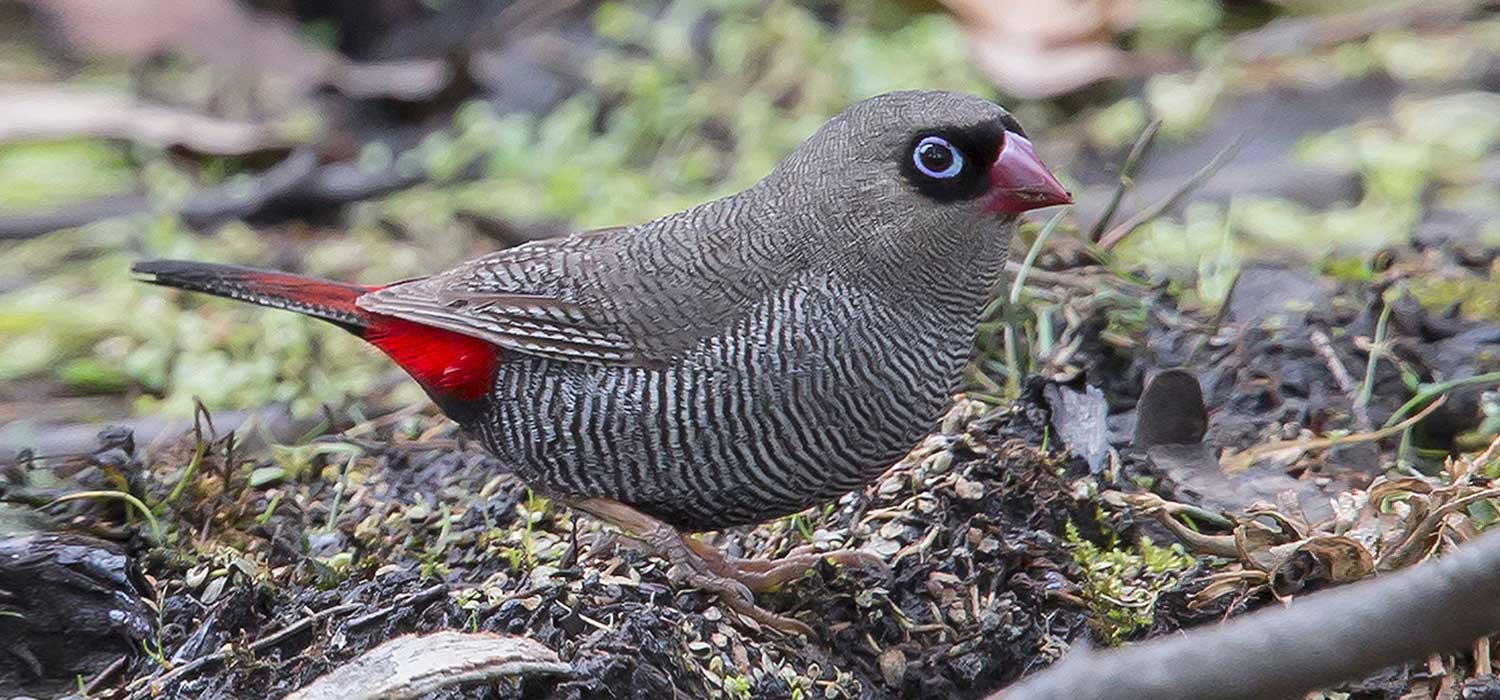 Red tailed finch 
