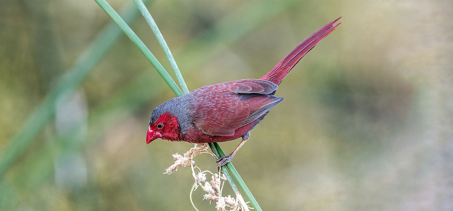  Crimson finch