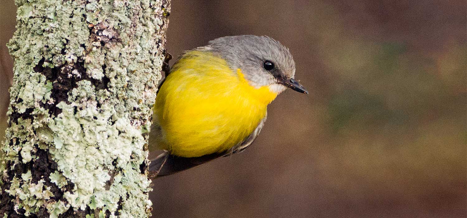 Yellow bellied robin 