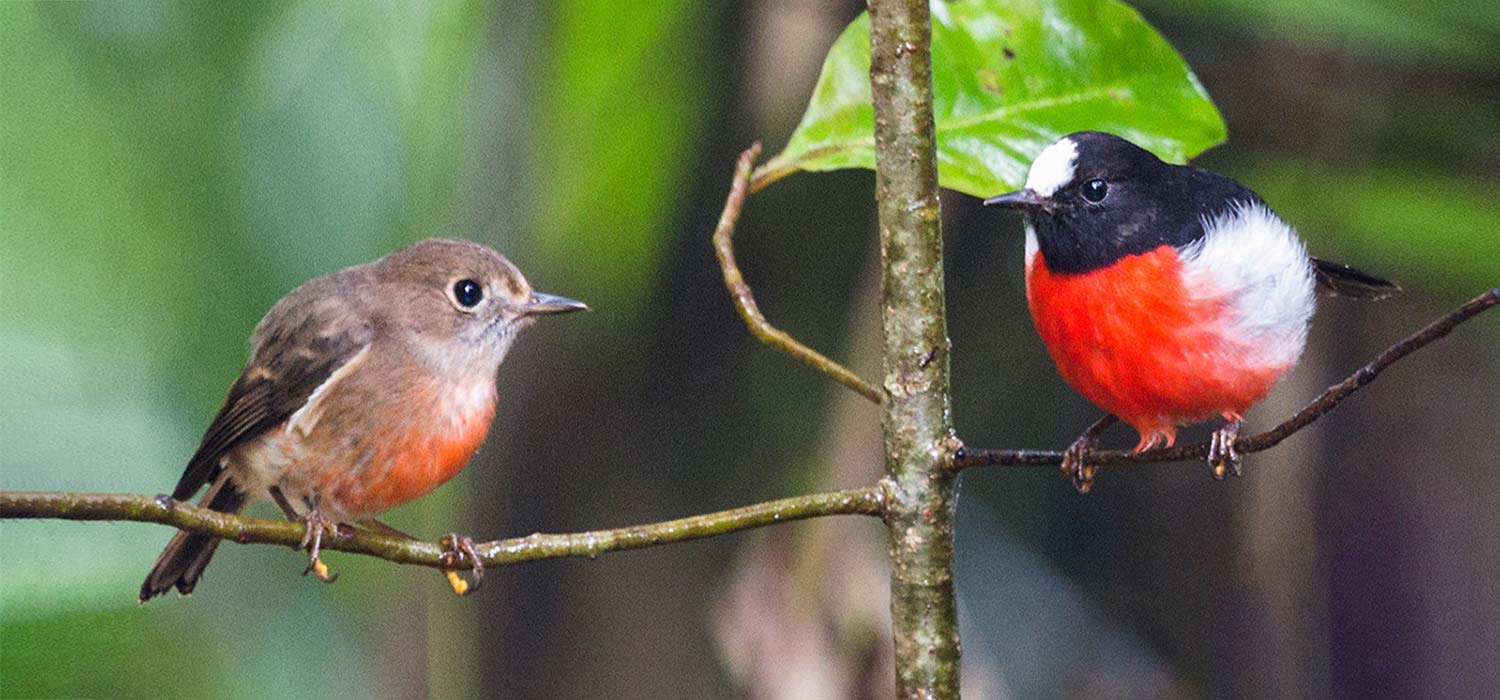  Mr and mrs robins