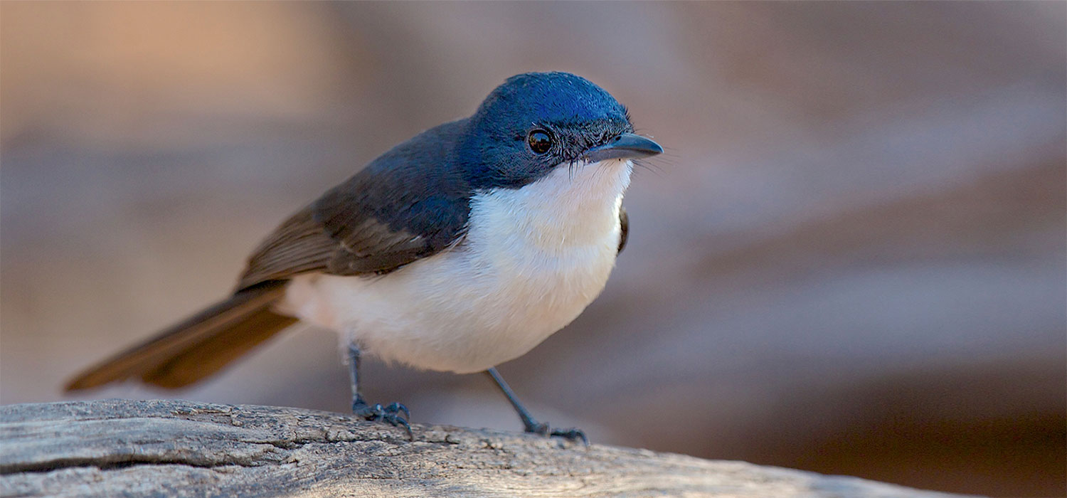  Willy wagtail