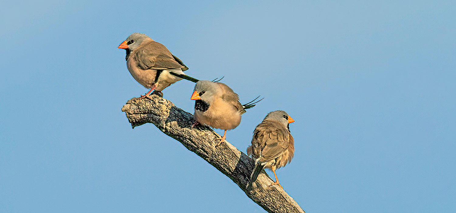  Webra Finches