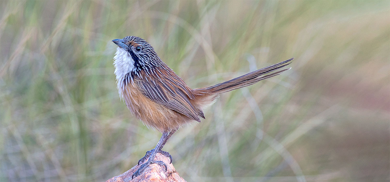 Wren 