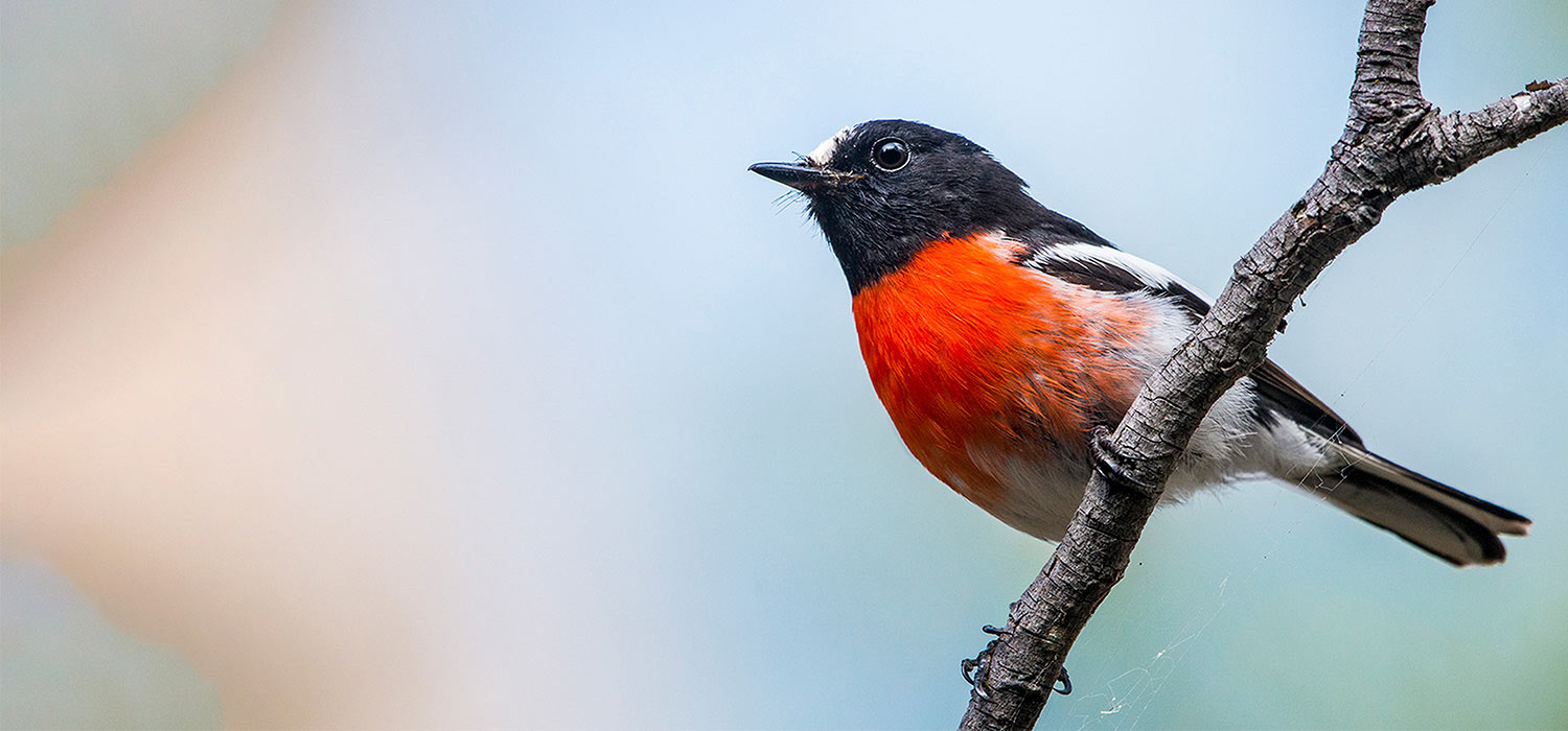 Robin 