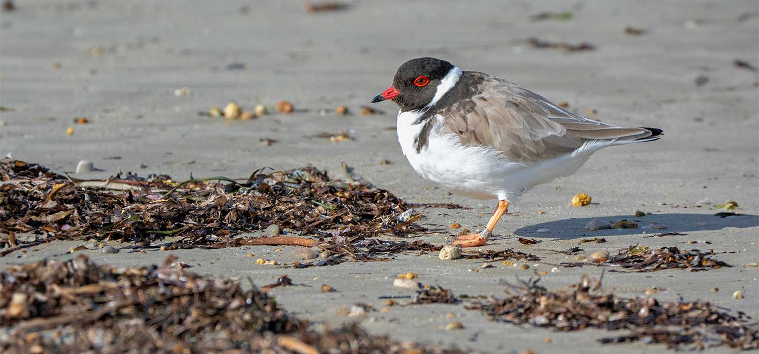  Hooded Plover