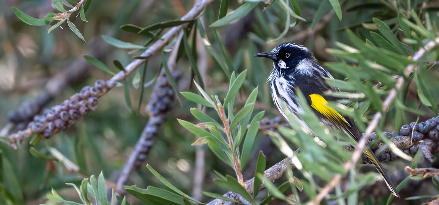  Honeyeater