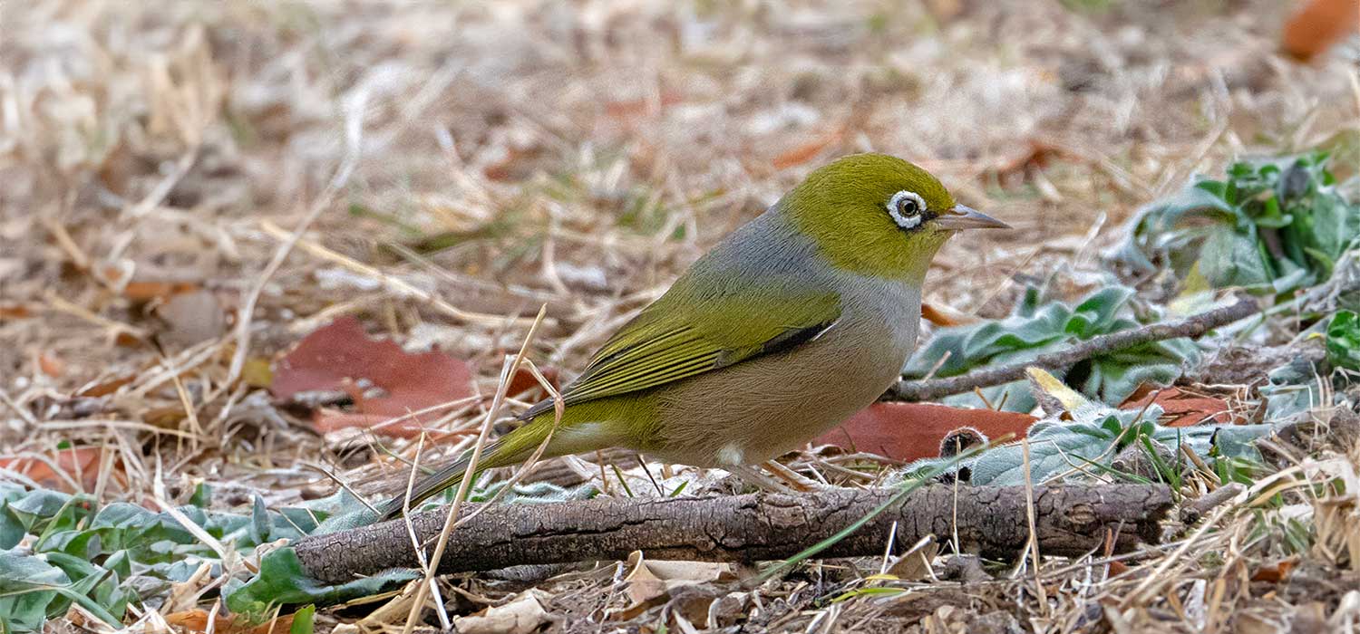 Silvereye 