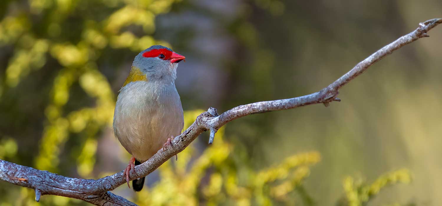 Red Browed Finch 