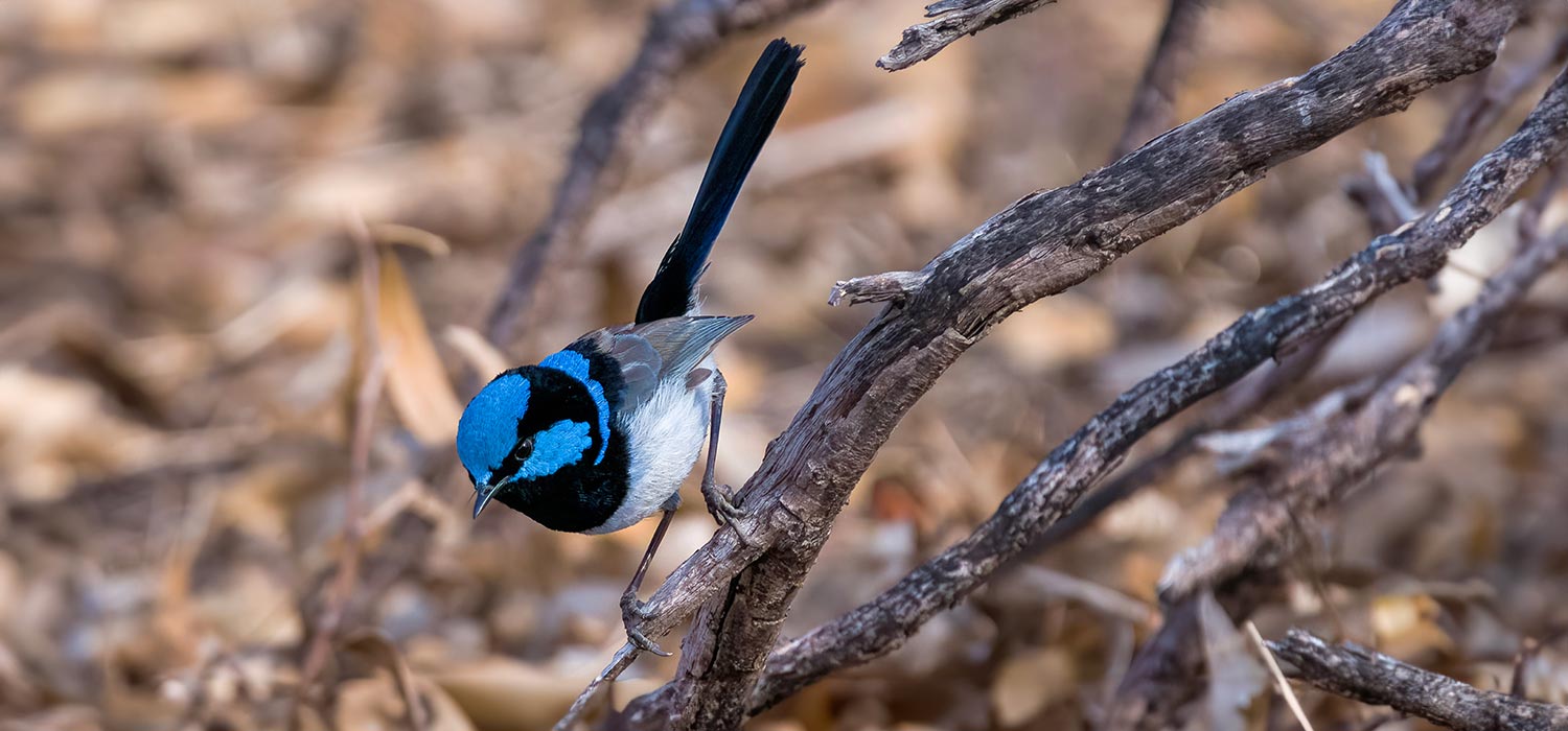 Blue Wren