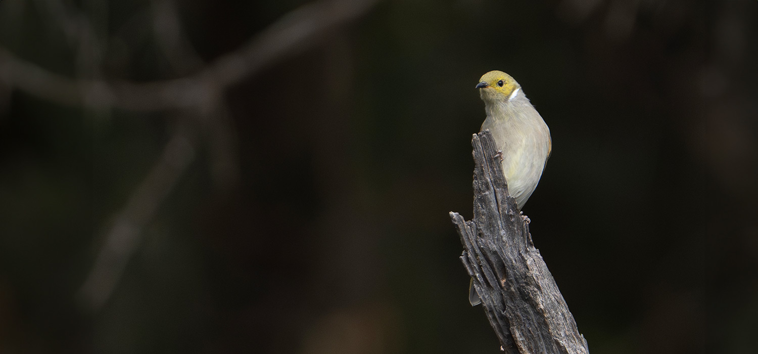White Plumed Honeyeater 