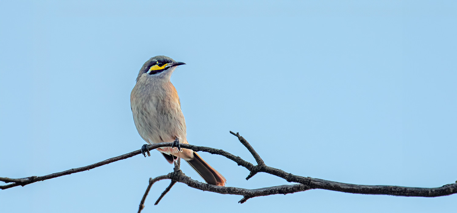 Blue Wren