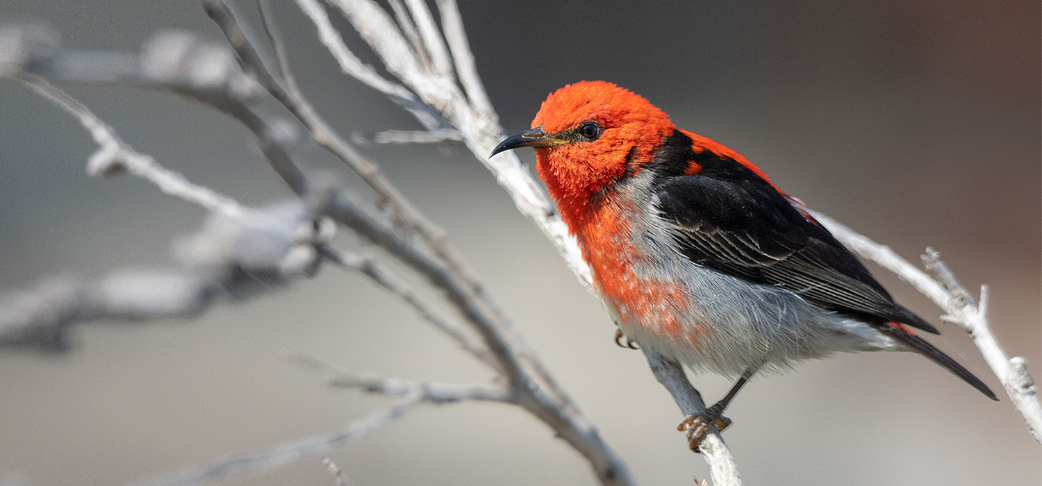 Scarlet Honeyeater