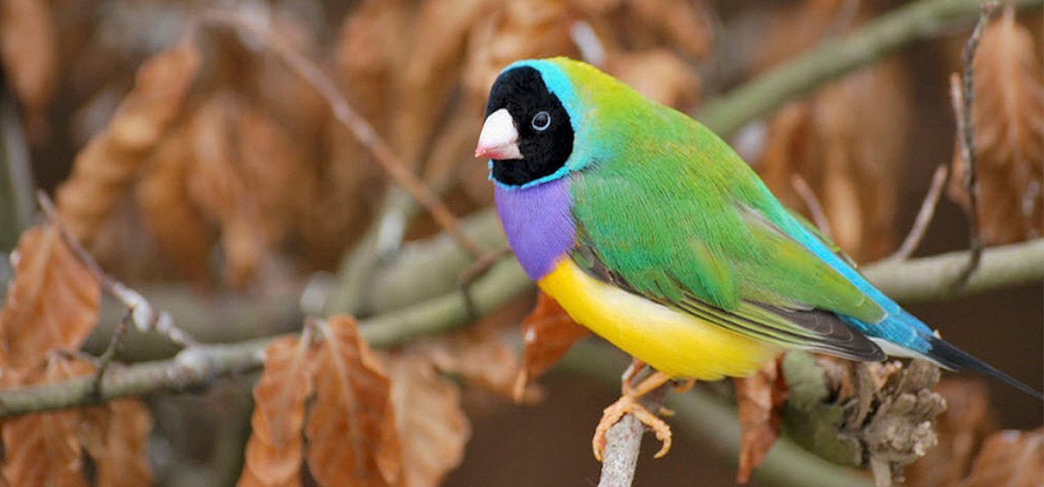 Gouldian finch 