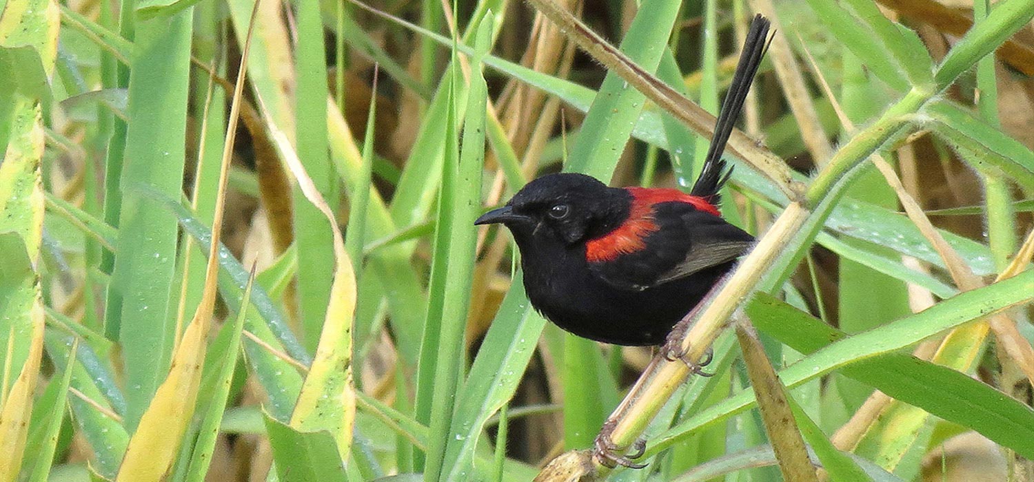 Male Red backed Fairy wren