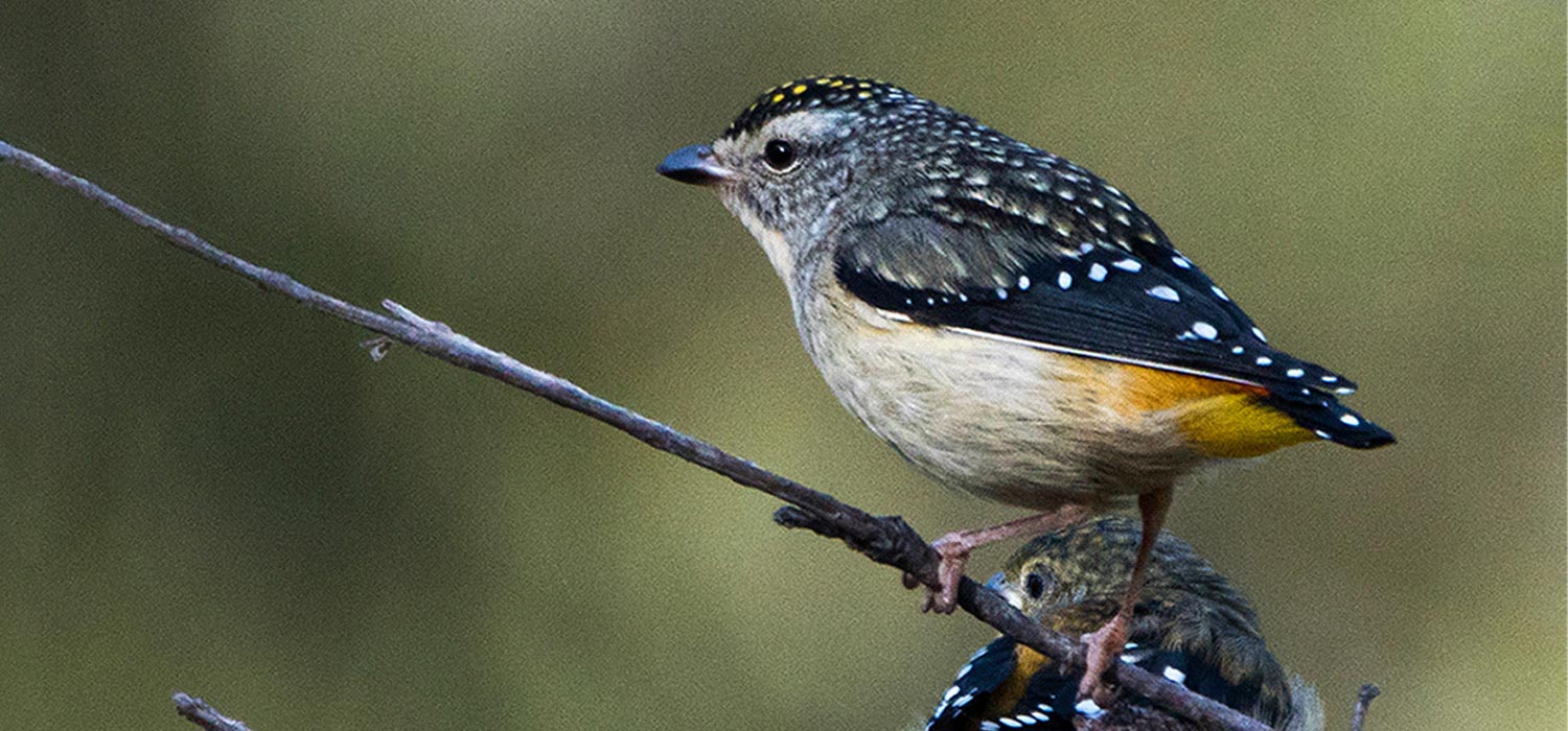 Pardalotes