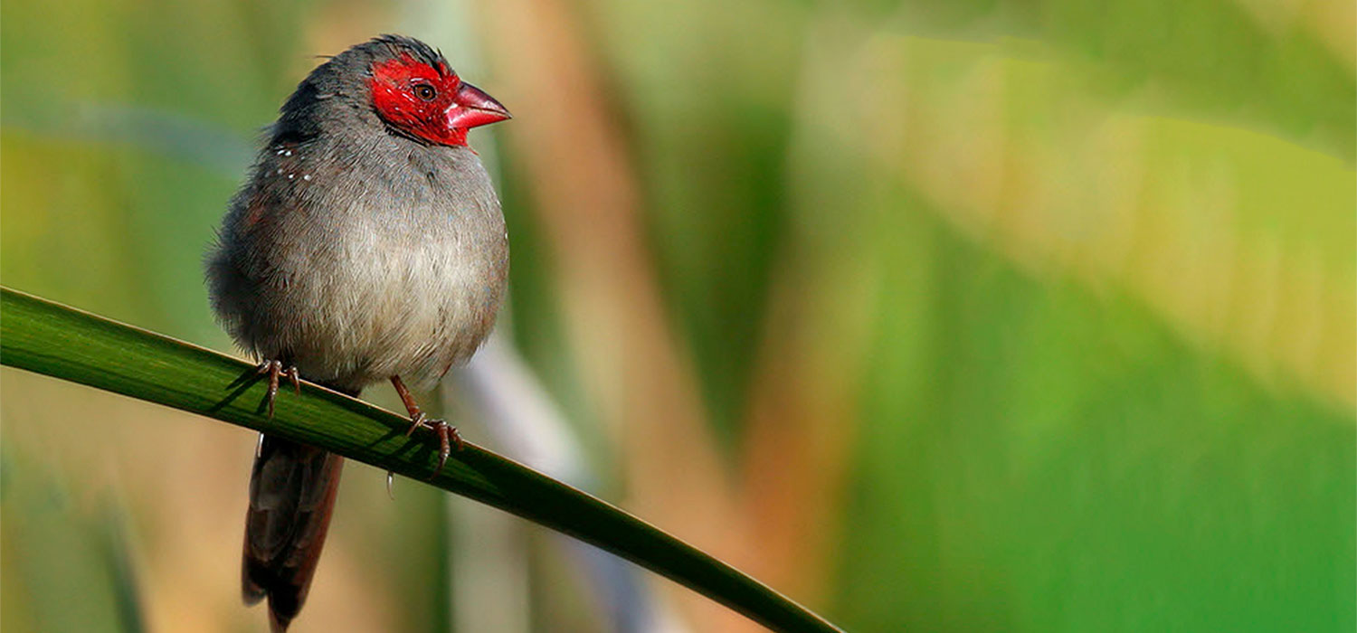 Crimson finch
