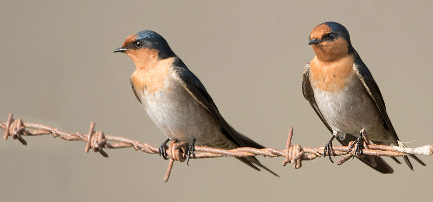 Swallows