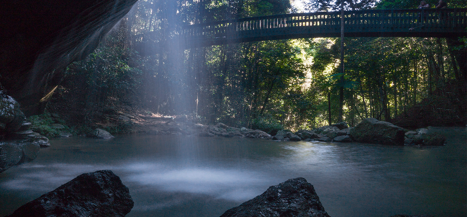 Buderim Rainforest