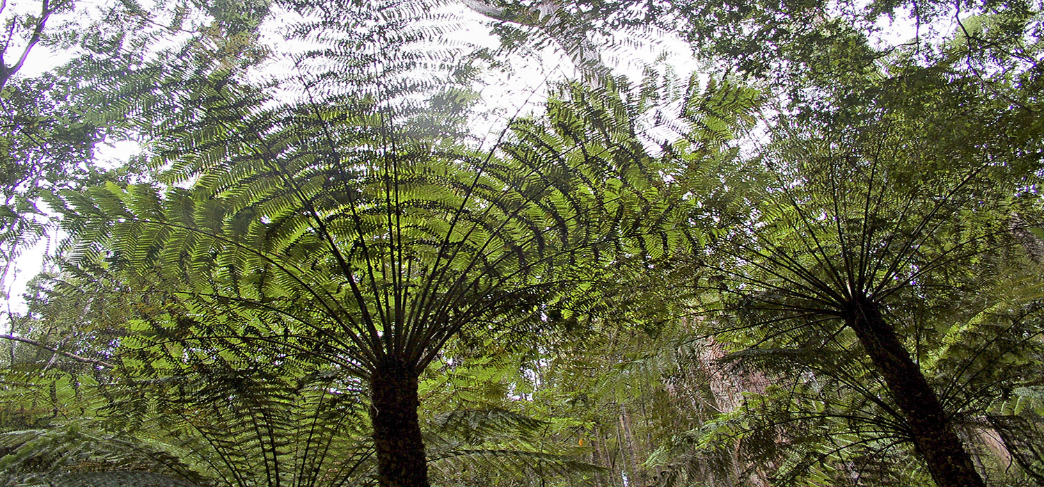 Ferns at Turks Landing