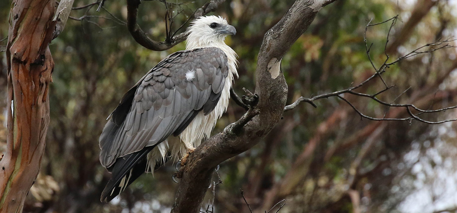 Sea Eagle