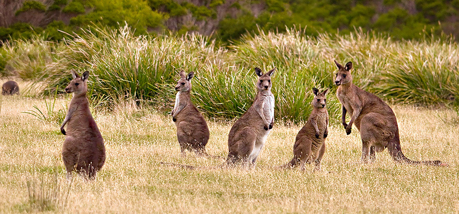 Kangaroos in Larapuna