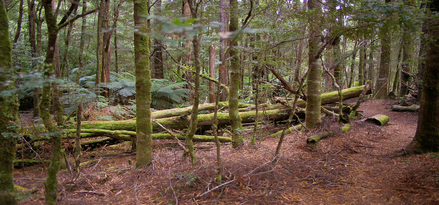 Huen pine trees in Corrina